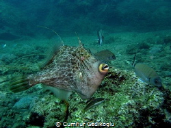 Stephanolepis diaspros
SEARCHING FOOD by Cumhur Gedikoglu 